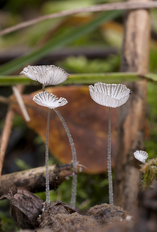 Coprinopsis stercorea